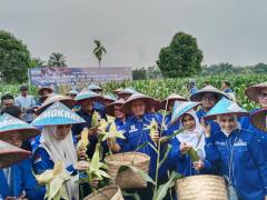 Demokrat Riau Rayakan HUT ke-24 dengan Panen Jagung dan Doa untuk SBY